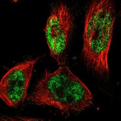 PRDM4 Antibody, Novus Biologicals:Antibodies:Primary Antibodies
